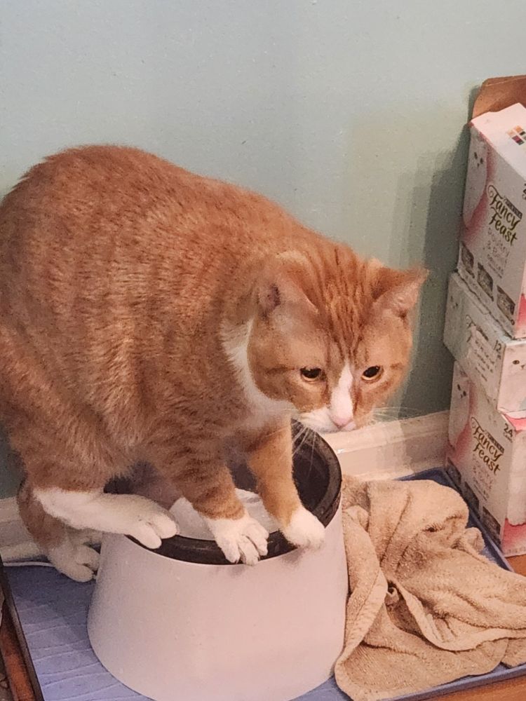 An orange cat standing on top of a drinking fountain for cats