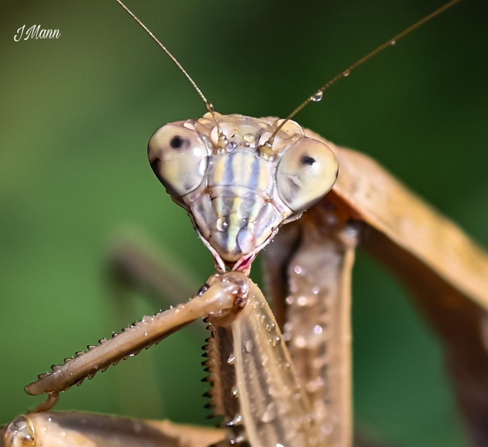 Foreground of photo is of a praying mantis with one leg raised toward its face. Background is bright green. The praying mantis is light brown with some stripes of color on its face. 
