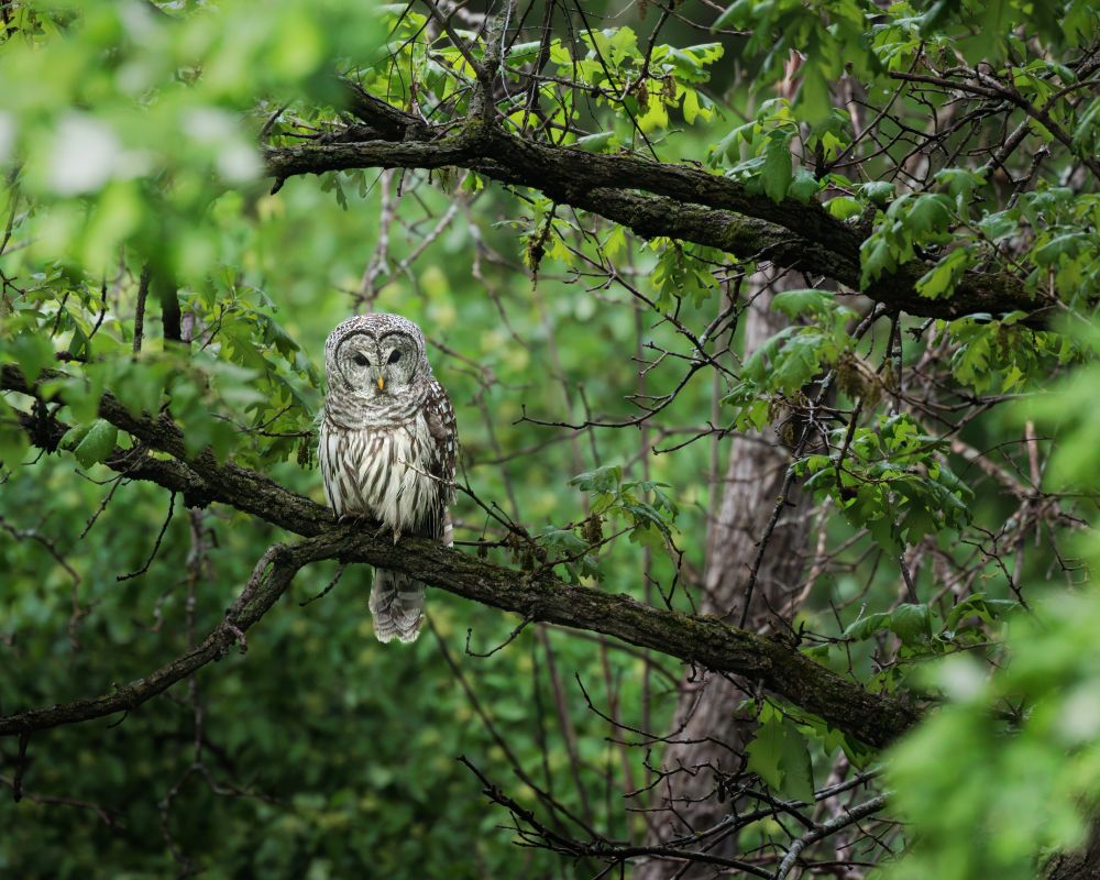 A barred Owl sits on an Oak Tree branch.