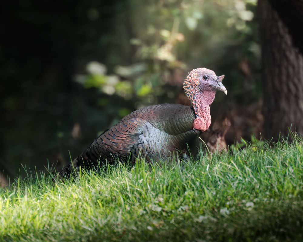 A Wild Turkey stands on the edge of a hill with a partially illuminated forest behind it.