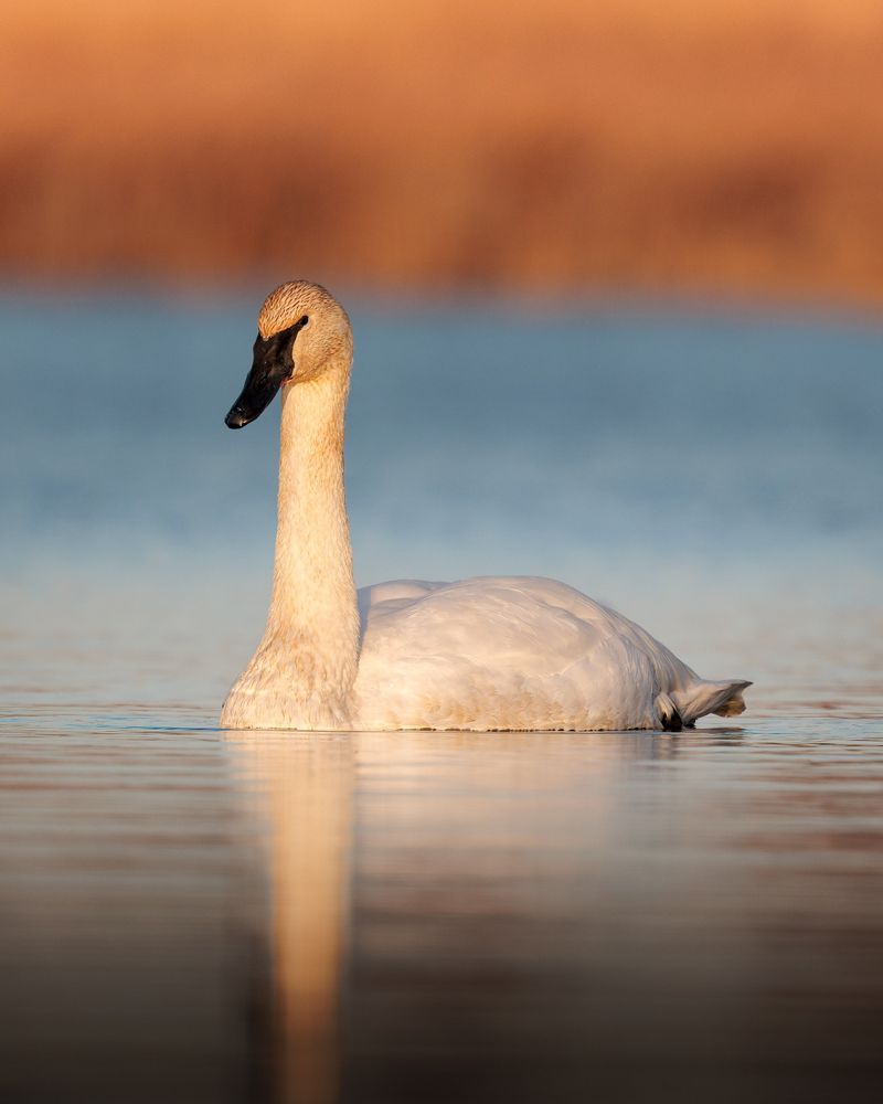 A Trumpeter Swan bathed in golden hour light floats in the water.