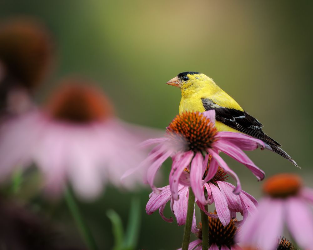 A male Goldfinch in the purple coneflowers.