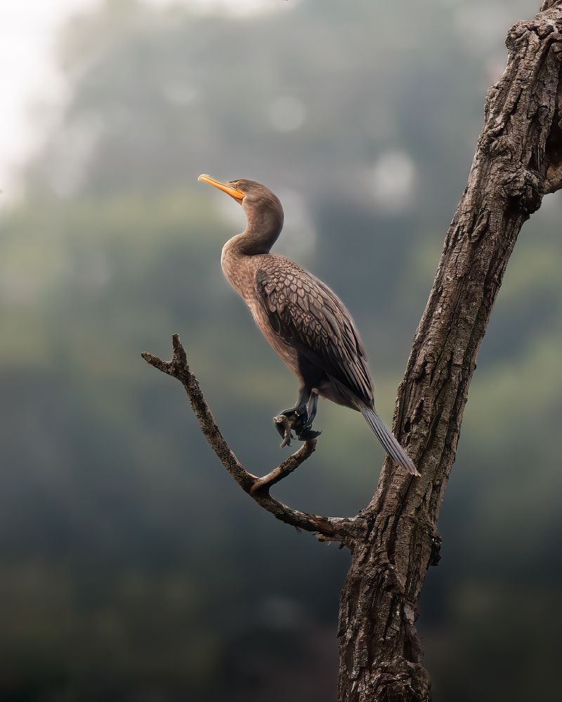 A lone Double Crested Cormorant stands on a tree branch.