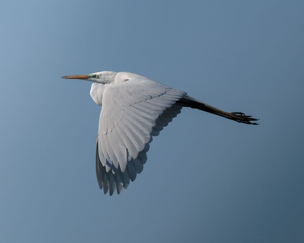 Great Egret in flight