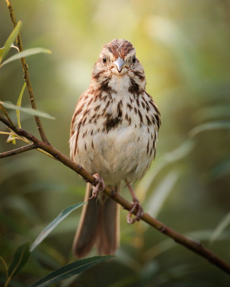A Song Sparrow sits on a branch while looking directly at the camera.