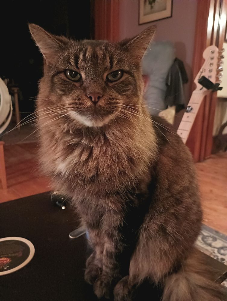 Long haired brown tabby cat.