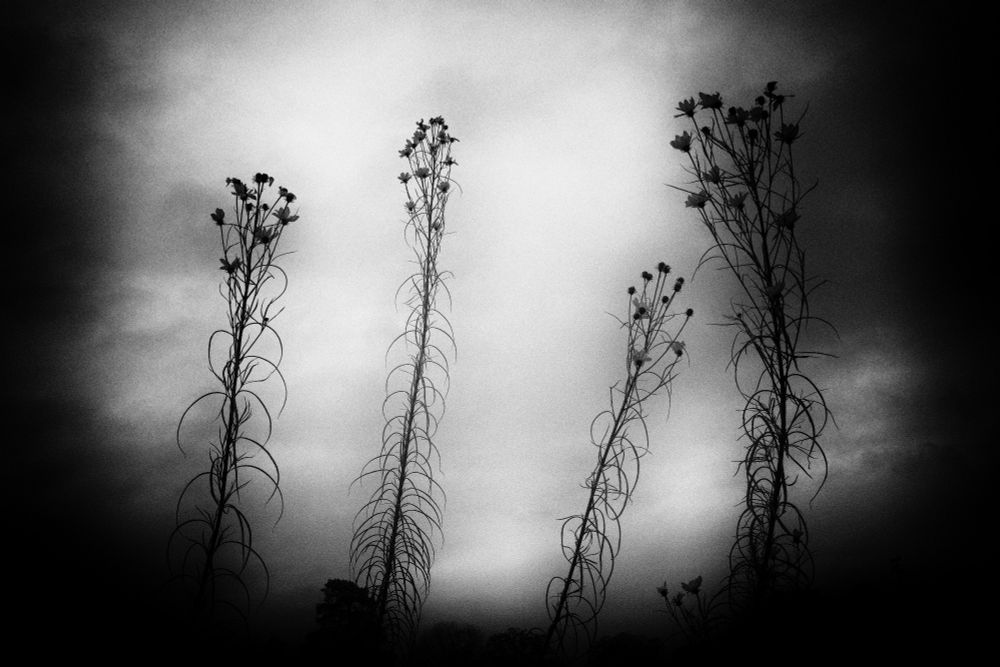 Rosebay Willowherb - the flower that keeps on giving.  Seen at Packwood house NT where the day was dark and there was persistent rain. I captured these flowers against the sky using a pinhole effect in processing to give an atmospheric feel to the photograph.  