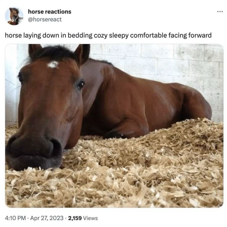 horse laying down in bedding cozy sleepy comfortable facing forward