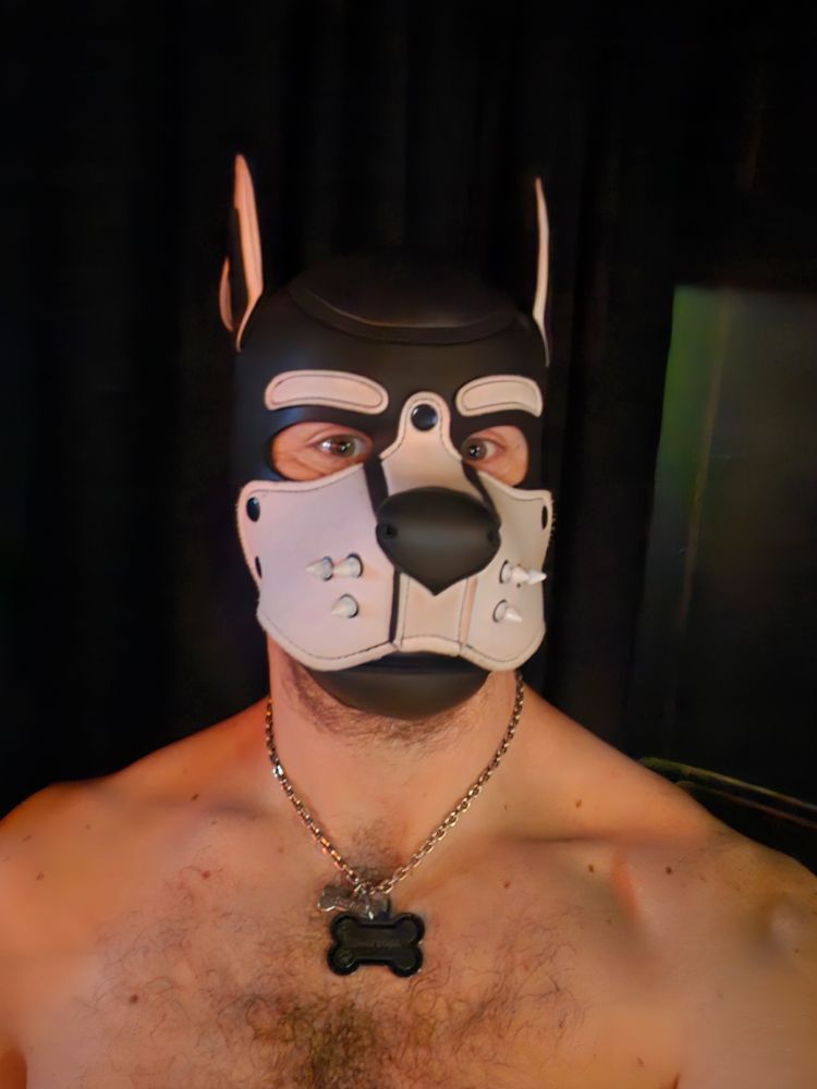 A human pup wearing a white Mr.S K9 hood with spikes. 