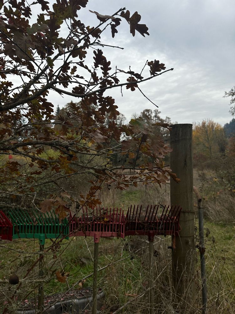 A fence section created with old rakes.  