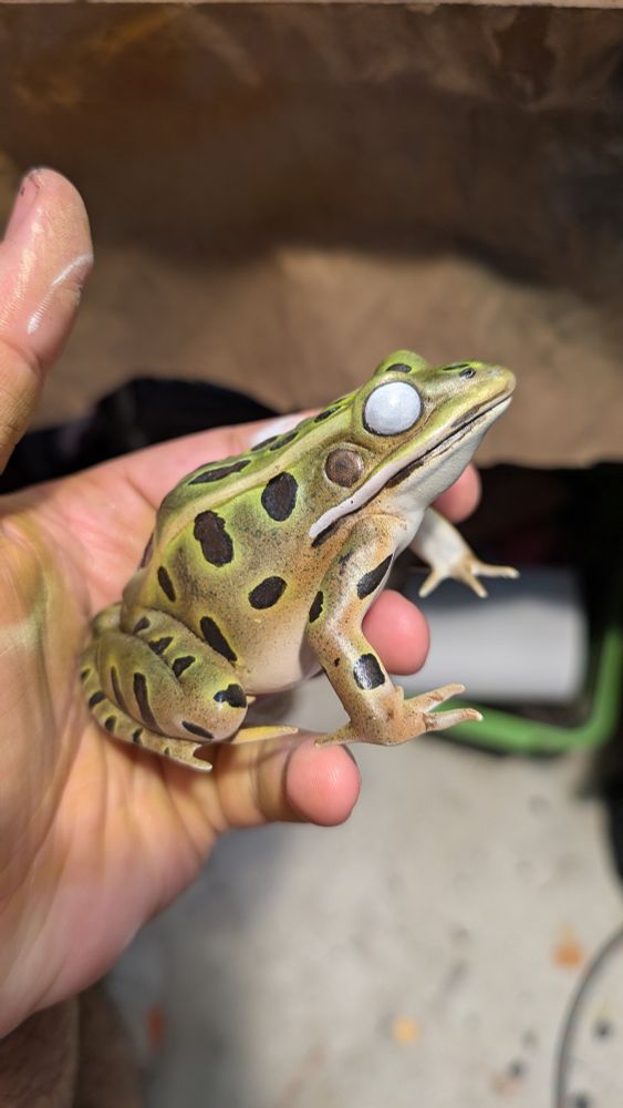 A 3D printed frog in progress of being painted. 