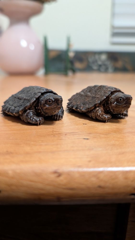 Two 3D printed and painted snapping turtle hatchlings sitting atop a wooden table surface