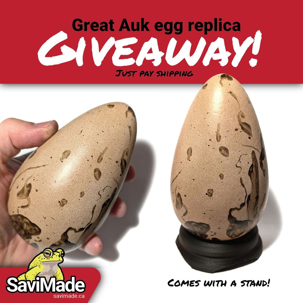A poster for a replica Great Auk egg giveaway. It depicts the egg both being held in a hand and on a display stand that will also go with the egg to the winner of the random draw. At the bottom left is the logo for SaviMade, a super cool one-man-business (run by Lincoln Savi) that produces realistic biological models for research, education, and display.