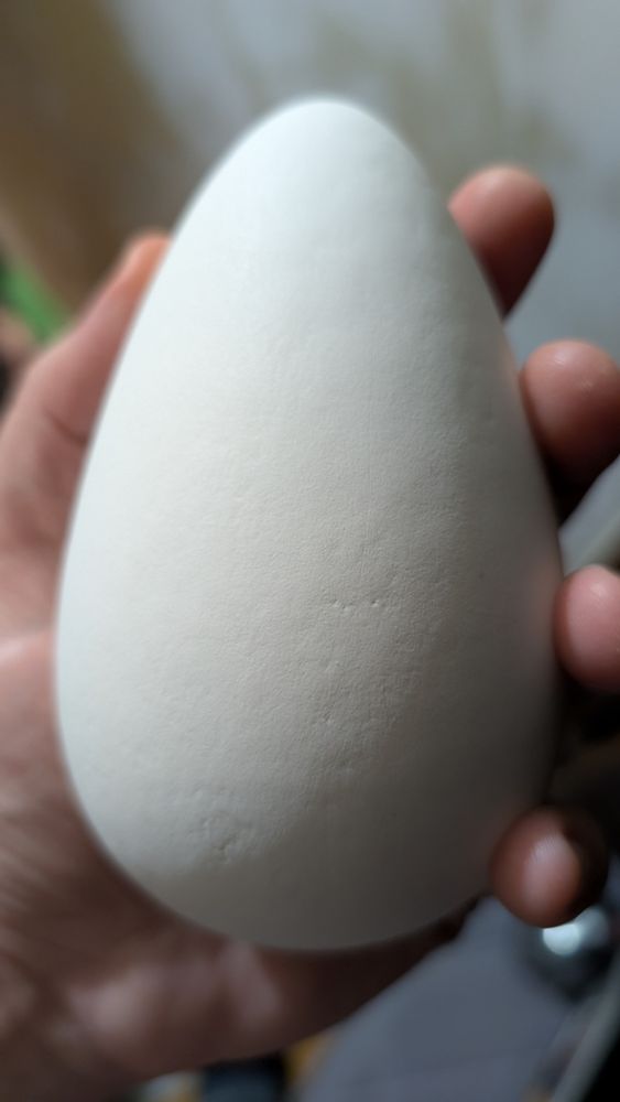 A 3D printed and post-processed great auk egg ready to be painted. The egg is being held in a hand to illustrate the egg's large size and egg-like texture.