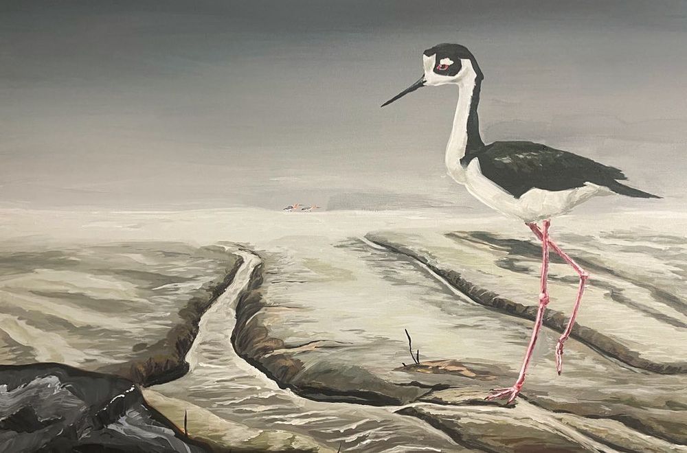 Black-Necked Stilt wandering a mudflat on a stormy day