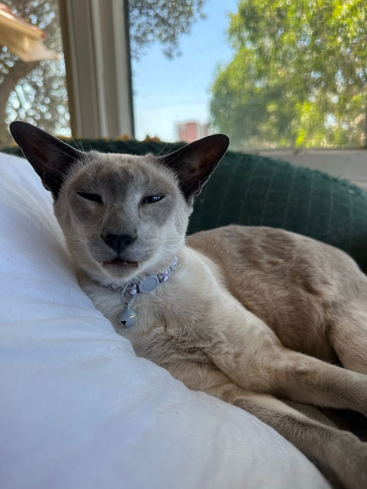 A blue point Siamese cat wearing a grey collar and lying, half asleep, on a white pillow on a green lounge. He appears to be in total bliss 