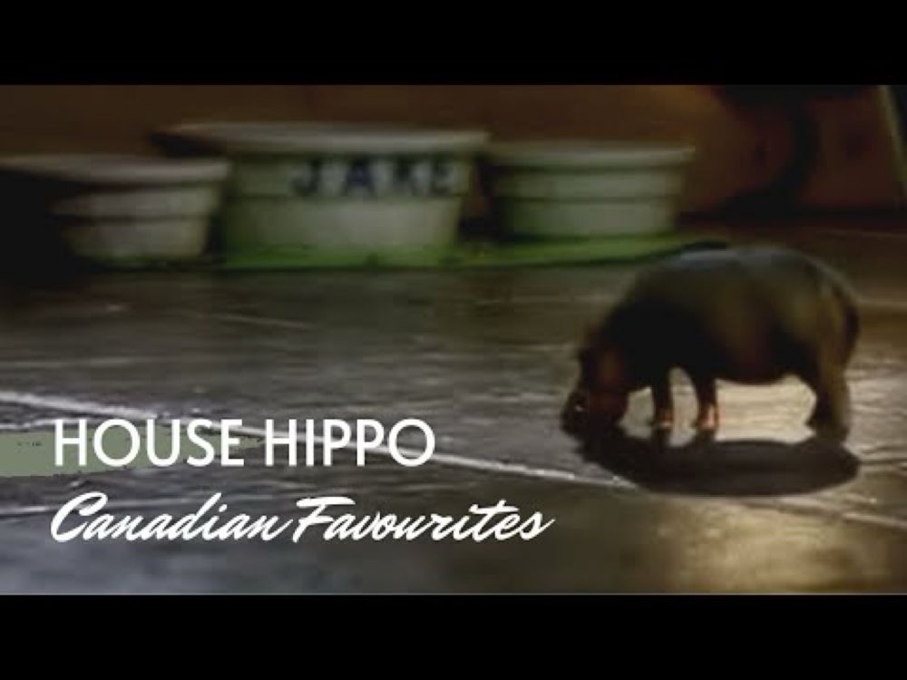 The North American house hippo. A favourite Canadian commercial from 1999.