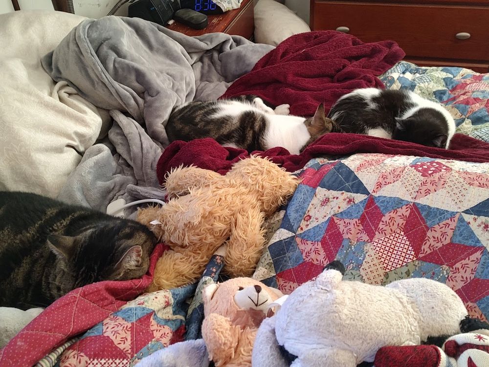 all three: Gus, Nugget, and Bandit sleeping peacefully on our bed. Wish I was them.