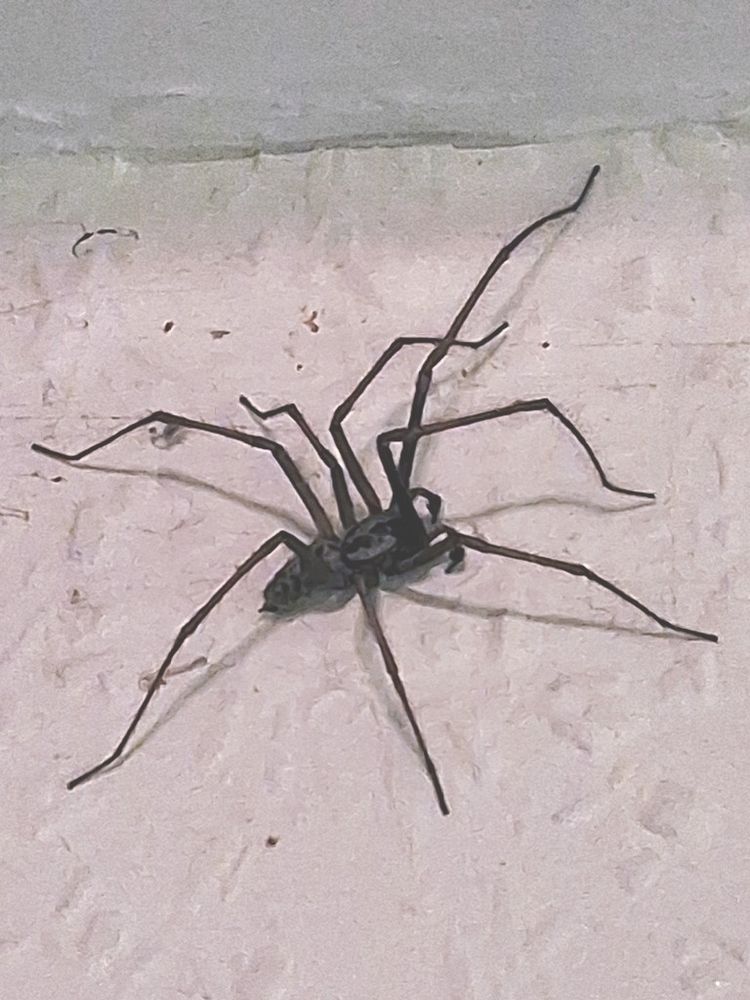A large Eratigena atrica spider on a 'magnolia'-painted, woodchip-textured wallpaper in someone's kitchen. 