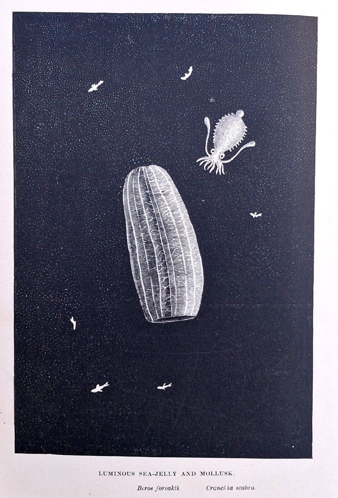 Luminous sea jelly amd mollusc. An engraving showing a lantern-like Cnidarian and a small cuttlefish surroundec by small free-swimming bivalves . From 'Living Lights. A popular account of phosphorescent animals and vegetables' by Charles Holder, London, 1887.