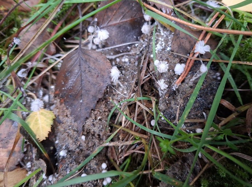 Tiny white fungal parasols growing on dog muck.