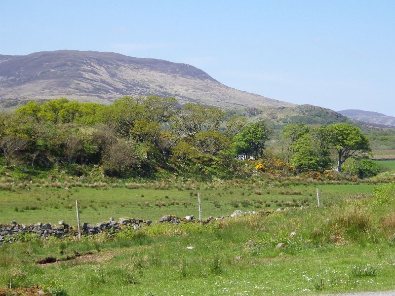 A patch of native woodland near Lagavulin on the Isle of Islay, Scotland, seen across sheep pasture. A bald mountain lours over the scene in the background.
