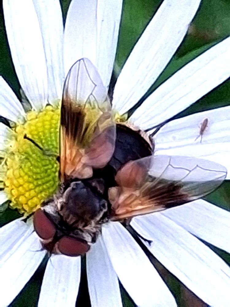 An impressive hoverfly with black body and wings transparent apart from a brown base and a black bar on the outer side. It is resting on the yellow centre of a Scentless Mayweed flower surronded by a rosette of white petals.