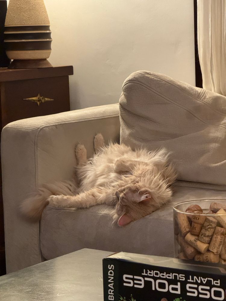 Cat laying on its back on a couch.