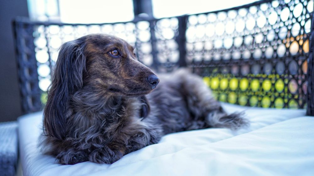 Brisket the brindle longhaired dachshund pup sitting on an outdoor sofa, gazing off into the distance. 