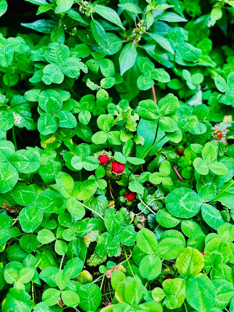 Fraises sauvages, Pantin, juin 2025
