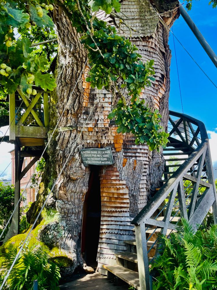 Ce chêne vieux de 1200 ans contient 2 chapelles. Allouville-Bellefosse, juillet 2025