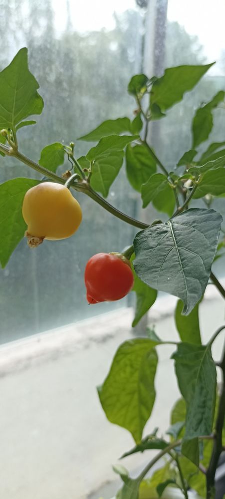 Spangles chilli fruit.