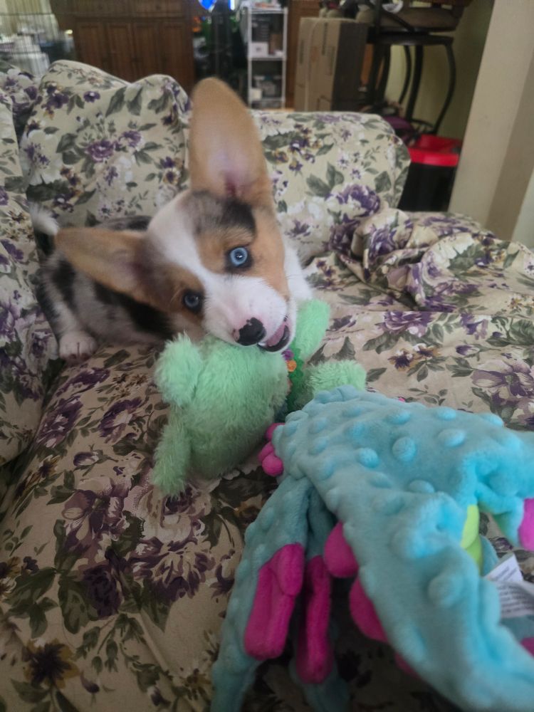 Corgi puppy with toy