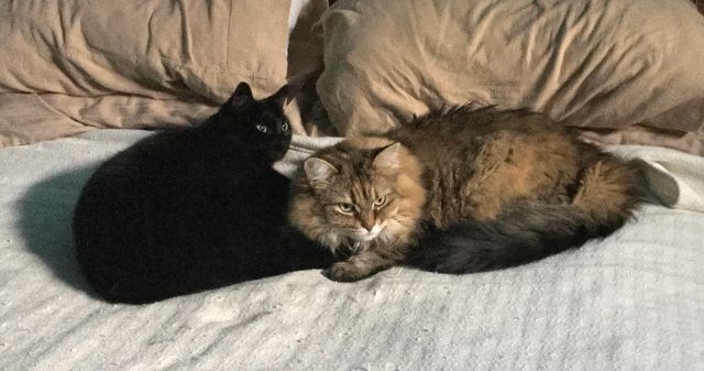 Two cats, one black and one gold tabby, together on a bed.