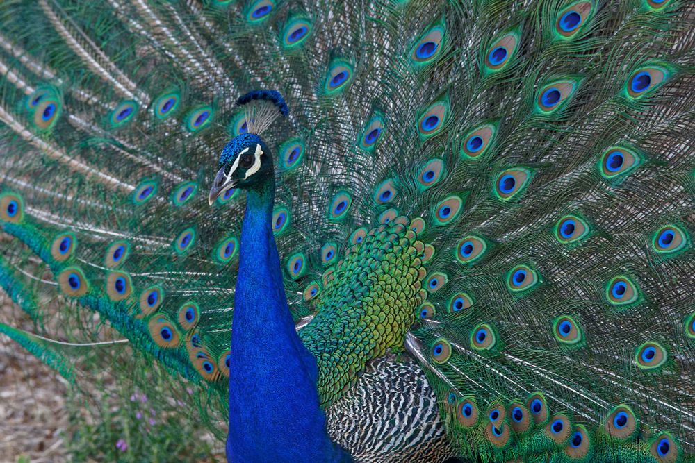 A photo of a male Indian Peafowl. It has its tail feathers spread out behind it and the angle that it is photographed at makes it look like it is in 3/4 profile in front of a peacock feather background. The neck and upper chest are a vibrant blue except right under the head where it is green, which leads to a slash of white under the visible eye that is black and surrounded by blue and green. Above the eye is another slash of white that leads to the beak which is a dark grey until the tip which is white. The crown is a vibrant shiny blue with a group of feathers that are on stalks of white/grey leading to small blue feathers on the tips. The feathers behind it are shades of shiny green that looks like scales near the body then flare out to large airy feathers that end in a top that is egg shaped. The egg shaped part is a green line going around it with a thick tan line inside of that becoming a light blue circle inside of that with a small dark blue shape that resembles PacMan facing towards the bird.