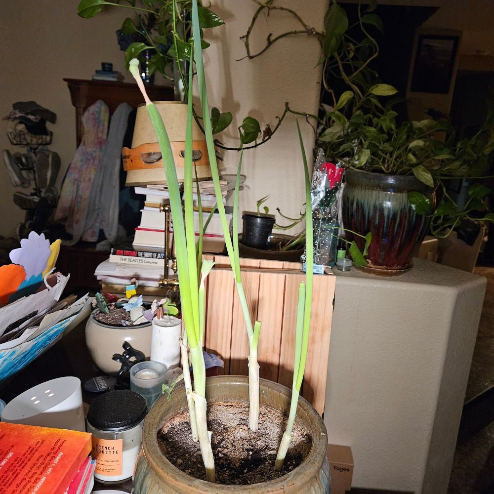 A picture of a pot of green onion. The rest of the scene is a jumble of things on a half wall and top of a piano. Candles, a small lamp with a tambourine on the shade, books, a pot full of soil, a photo album, another pot with a bunch of pothos growing in it and a hall tree in the background with a bunch of coats and shirts on it.