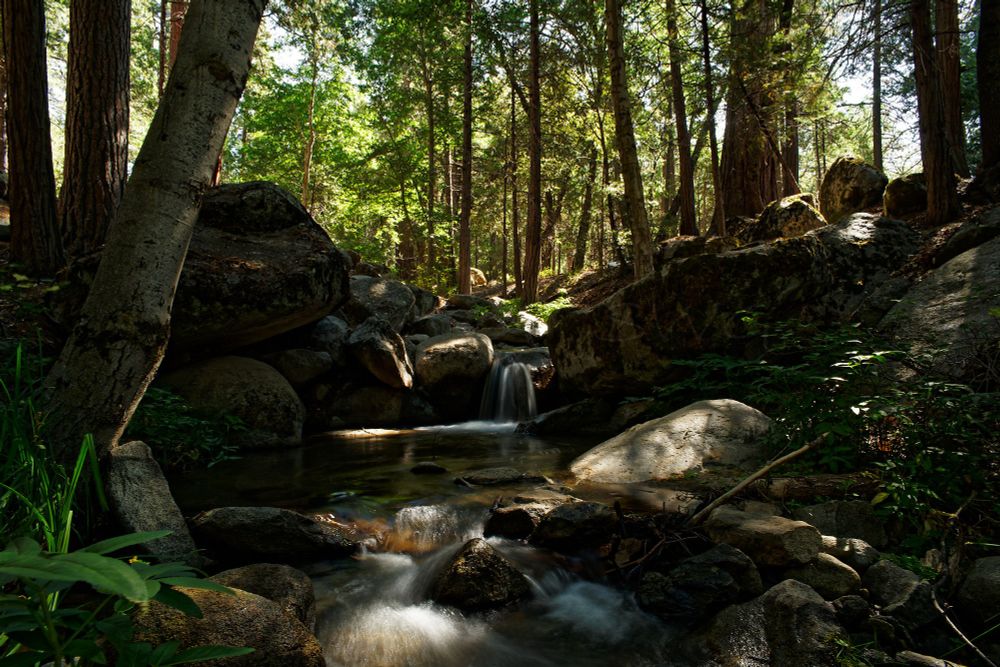 A forest stream with small cascades of water through the rocks and forest. The whole scene is dappled with sunlight. The stream ends at the bottom of the frame with small rapids that are cottony from the long exposure. Above that there is a small pool between boulders and a tree on the left that is leaning to the right a little over the water. On the right back of the pool is a small waterfall between rocks. There is a rock pile to the left of the waterfall and to the right is large boulders. To the left and right beyond the rocks and boulders there are many sunlit trees that go off into the distance. Between the rocks and stream in the fore and middle ground is a variety of vegetation.