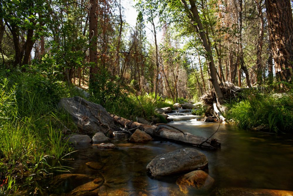 A forest creek scene. The water is running from the middle right of the photo with small waterfalls and rapids directly towards the camera widening to nearly fill the whole bottom of the frame. It is clear where there are no rapids and the brown and tan stones and bed can be seen through the water. on the left and right are trees and smaller vegetation that obscures the view of the bright light blue sky beyond.