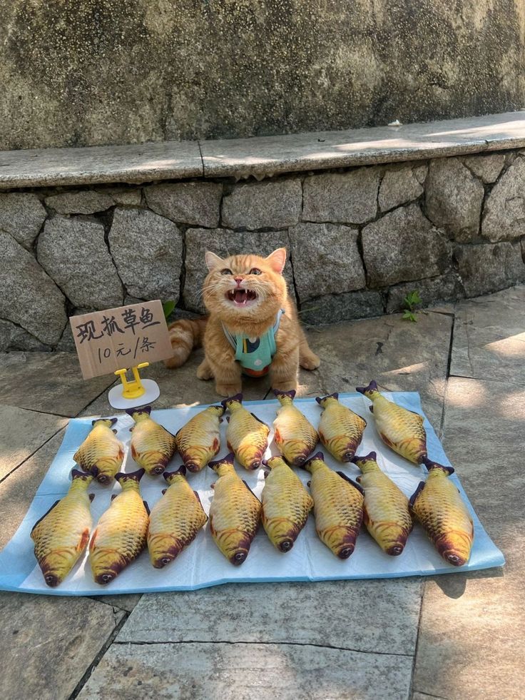 orange cat on the street selling their stuffed fishy wares. They scream prices at you
