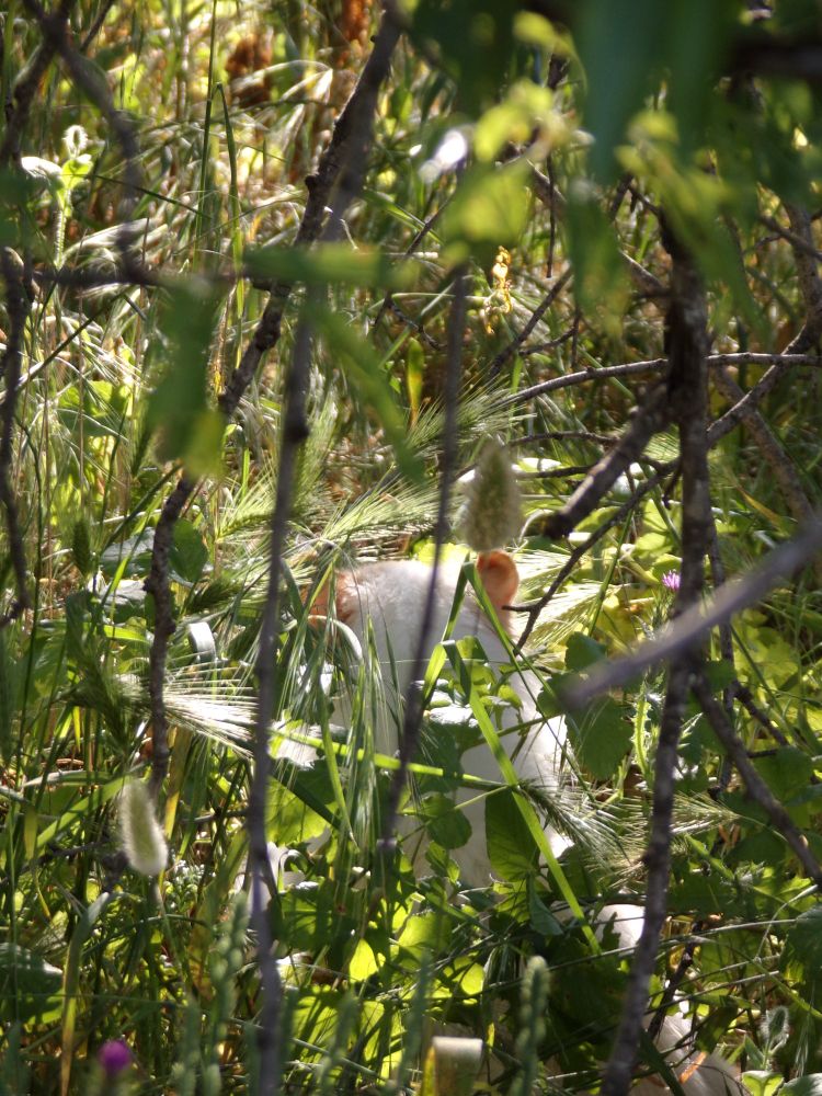 Photo de branches et de plantes sur plusieurs plans différents, on distingue une tête de chat de dos avec seulement les oreilles qui dépassent.