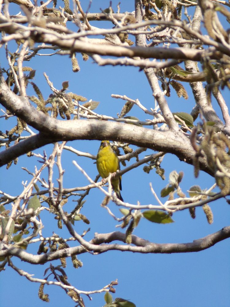 A small yellow bird is perched on a branch.