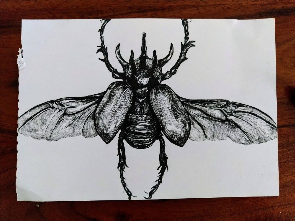 Black and white drawing of a beetle.