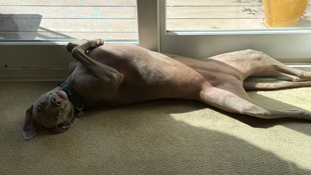Gracie, catching a few rays. 