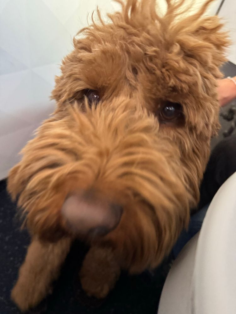 Moxie, the service dog. 