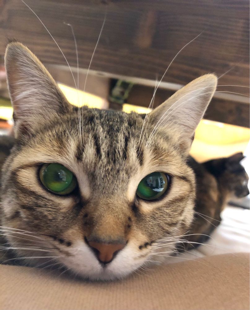 飼い猫スミが飼い主の脚にあごをのせてカメラ目線になっている写真。後ろには飼い猫サビもいる。