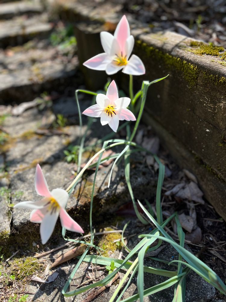 Trois tulipes rose pâle et blanc, très simples