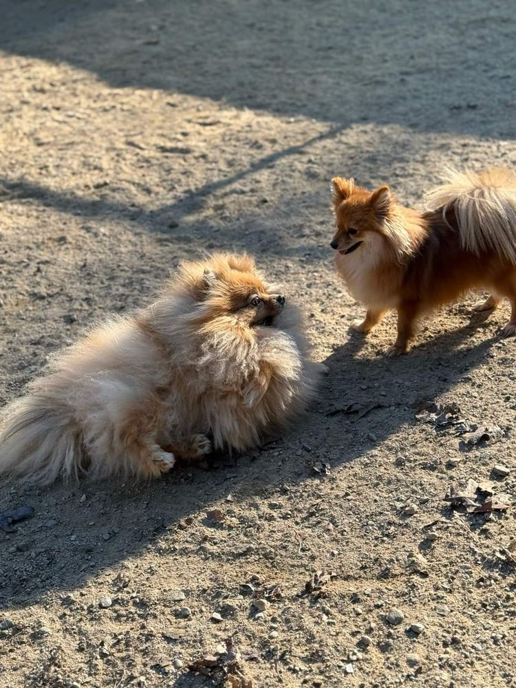 Two Pomeranian puppies. The one on the left is foxlike with brushed fur, the one on the right has longer fluffier fur and looks like a Jim Henson puppet from the dark crystal movie called fizzgig. 