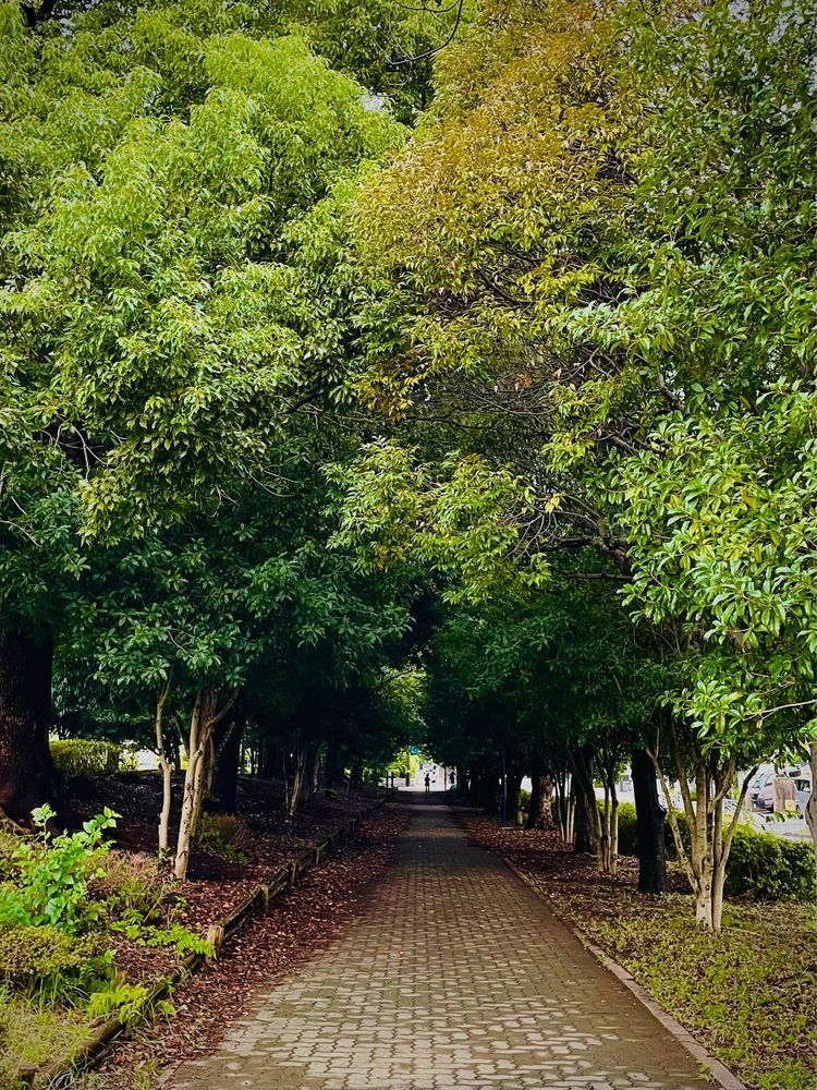 両サイドに大きな木がたくさん植っている小道。頭上が完全に枝葉で覆われてトンネルのように暗くなっている。
