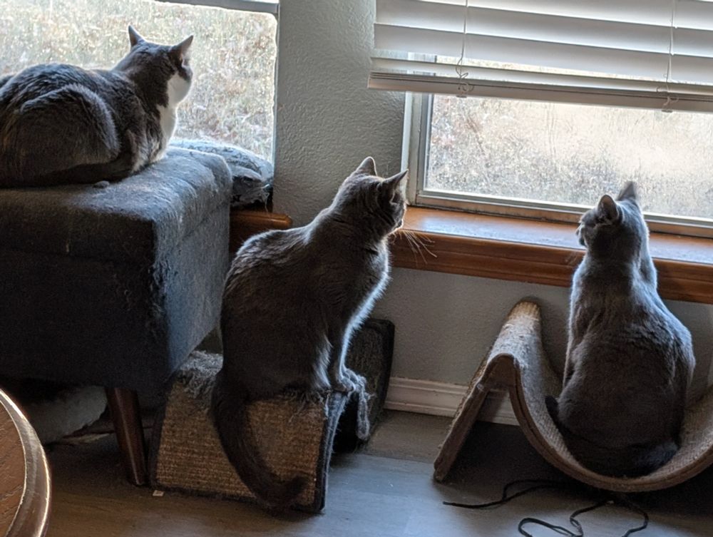 Hime-chan, Austen, and Pride all watching the Cat Channel.