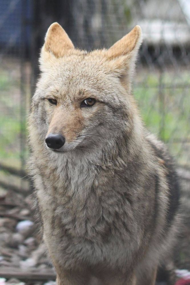 A coyote looking suspiciously